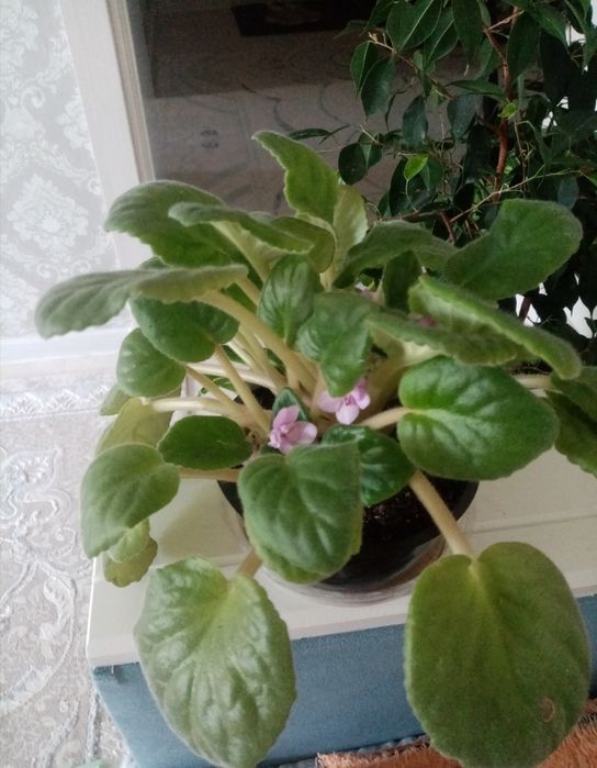 Фиалкалар сатылады