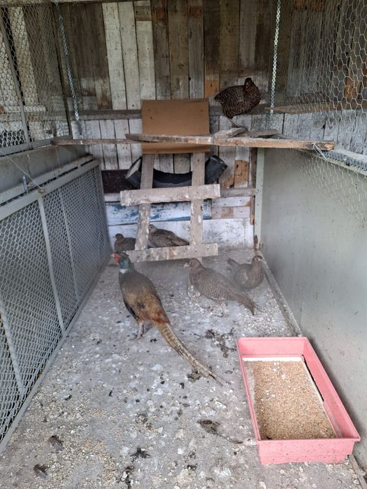 Vând 4 femele și un mascul tenebros și o femela comuna