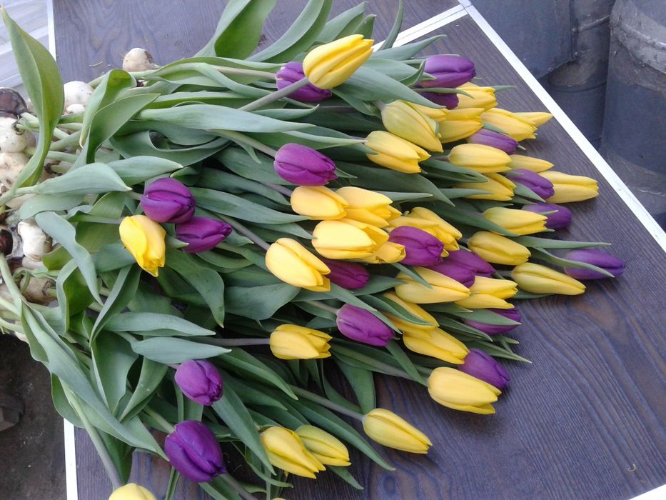 Тюльпаны на Восточке !!!