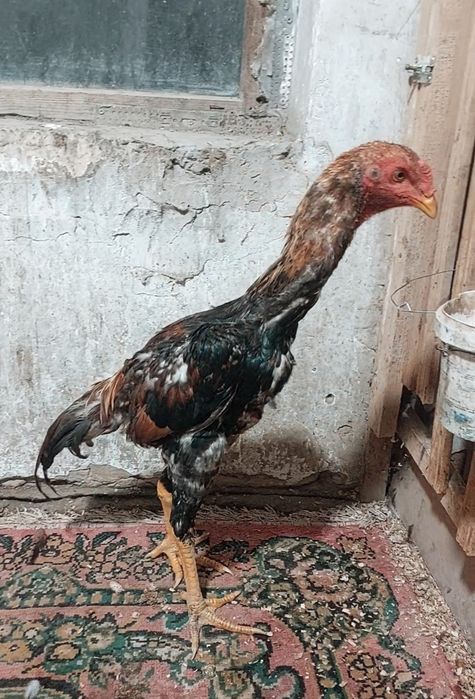 Дакан бойцовский петух