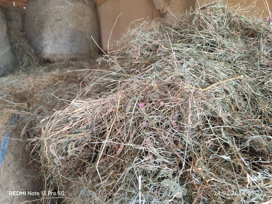 Vind 10 baloți fîn neplouat  este ca otava