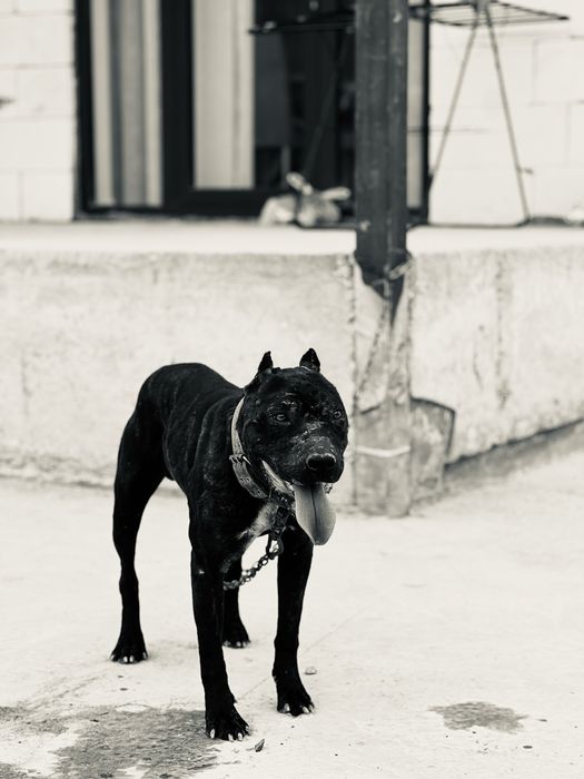 Питбул терьер 11 айлык тобелеспеген