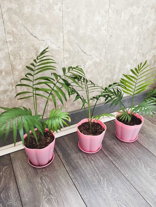 Ананас,стрелиция,хамедорея