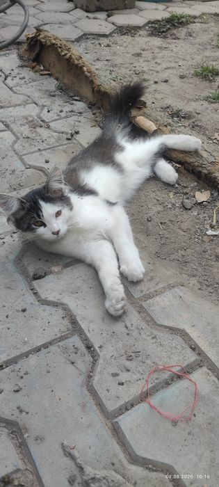 Котенка отдам подкинули нам
