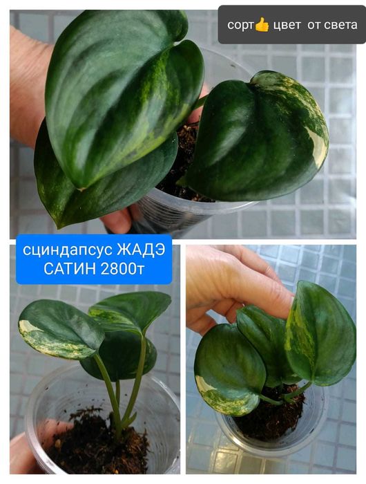 Продам от 3000т и меньше филодендроны