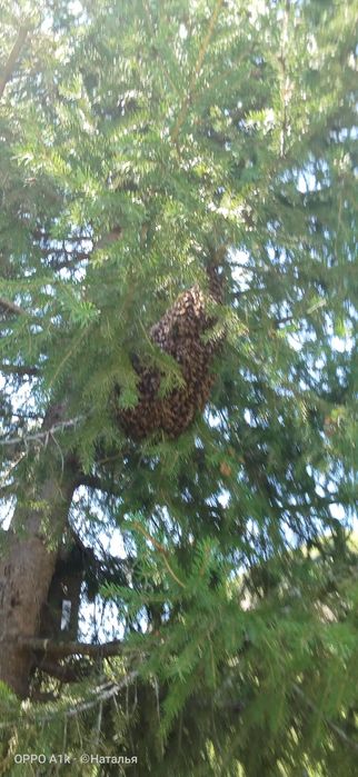 Мёд разнотравие, очень вкусный, 3500 за литр.