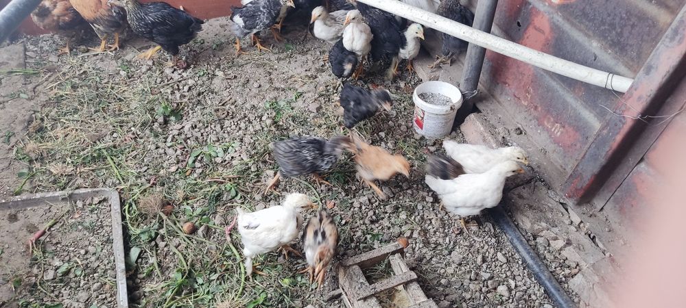 Продам цыплят домашних подросших