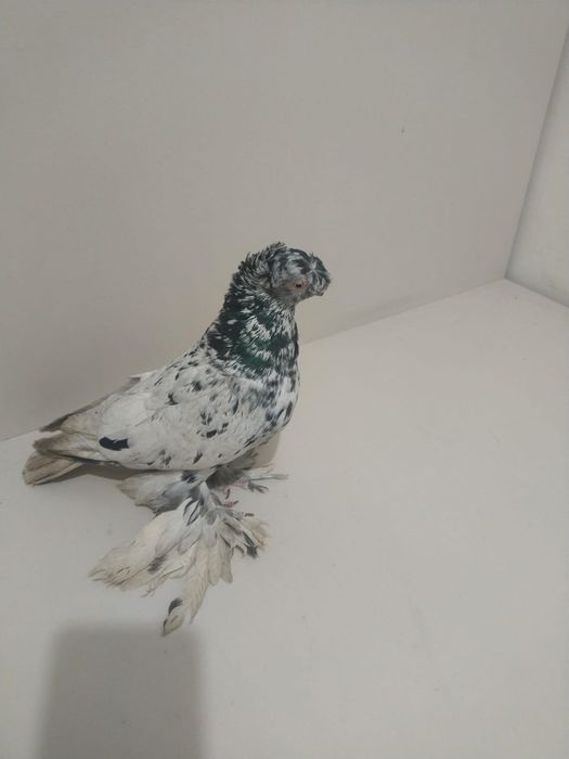 Голубы двухшубые