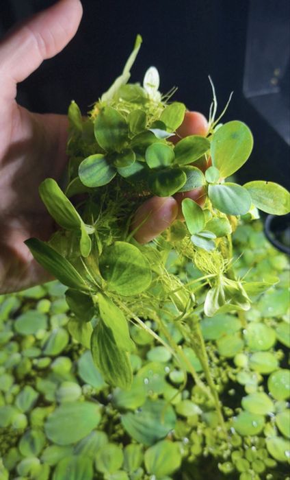 Plante easy de suprafata pentru avarii,iazuri,lacuri-Pistii-no co2