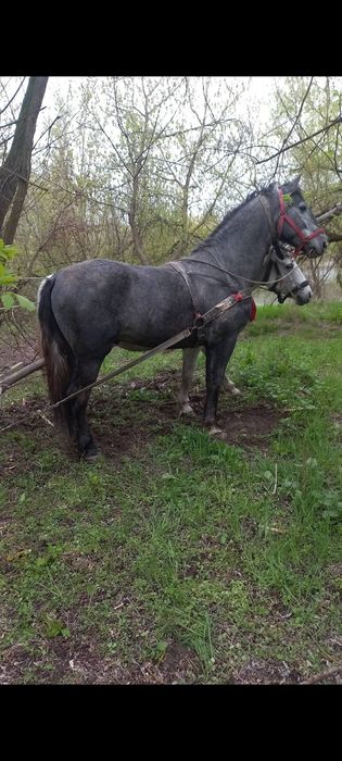 Armăsar de 3 ani de vanzare