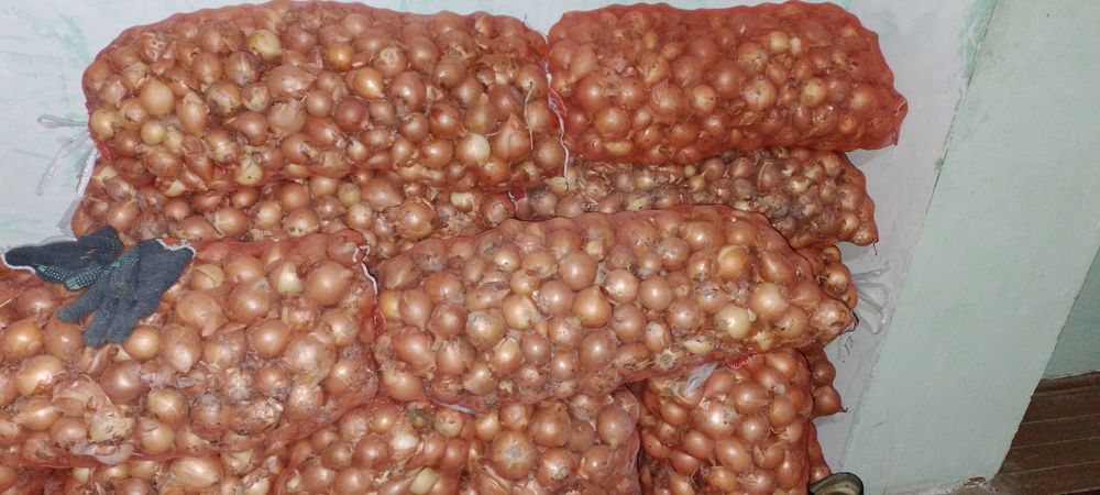 Piyoz sotiladi 100 xalta