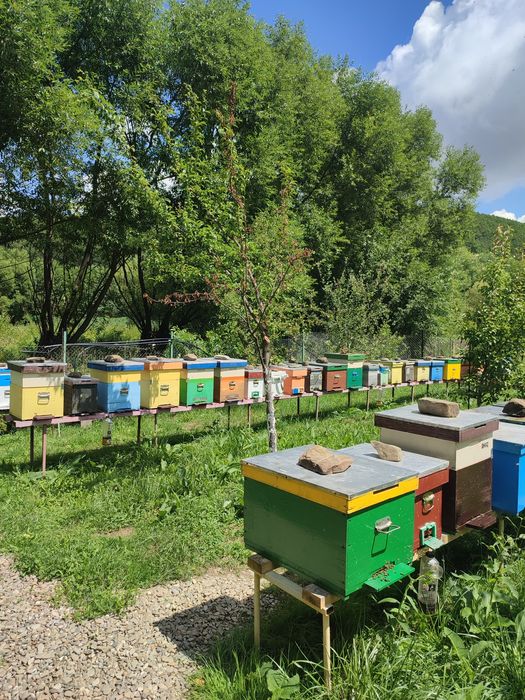 Vand familii de albine si roiuri