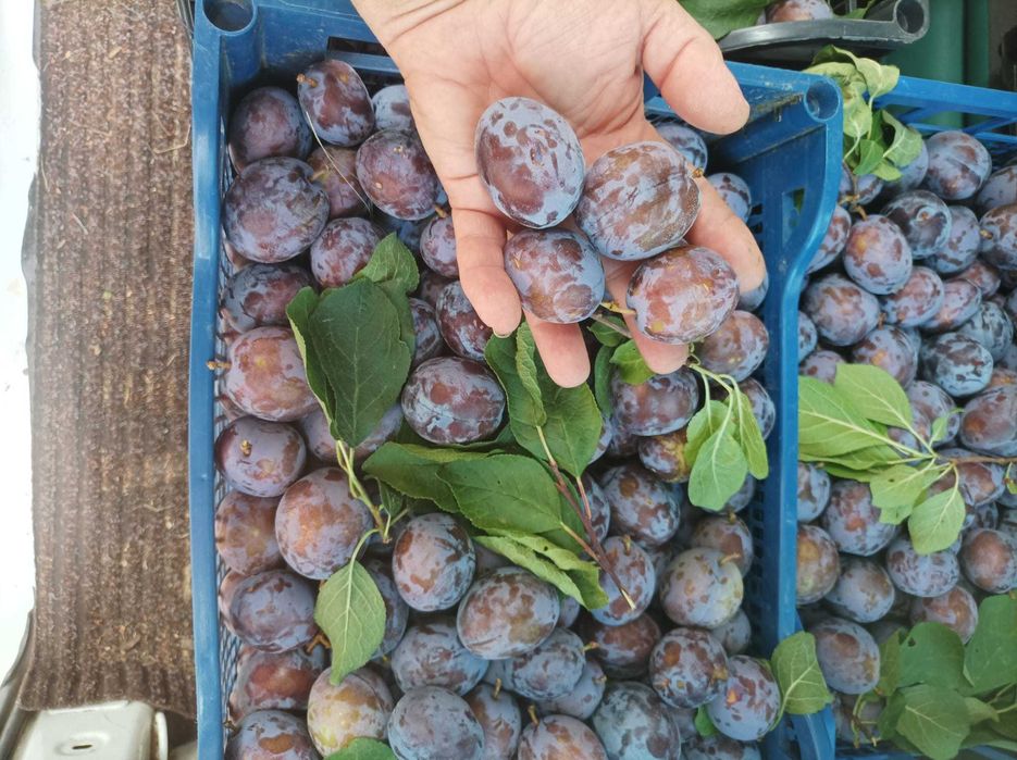 Prune de vanzare