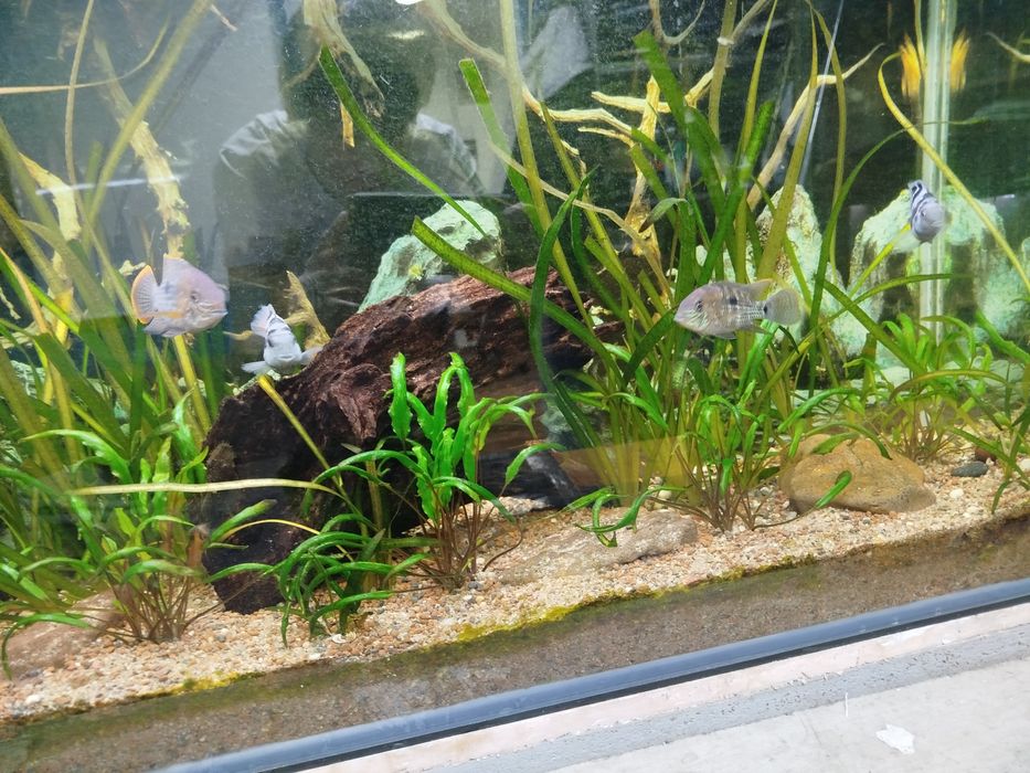 Акары бирюзовые 7-8 см