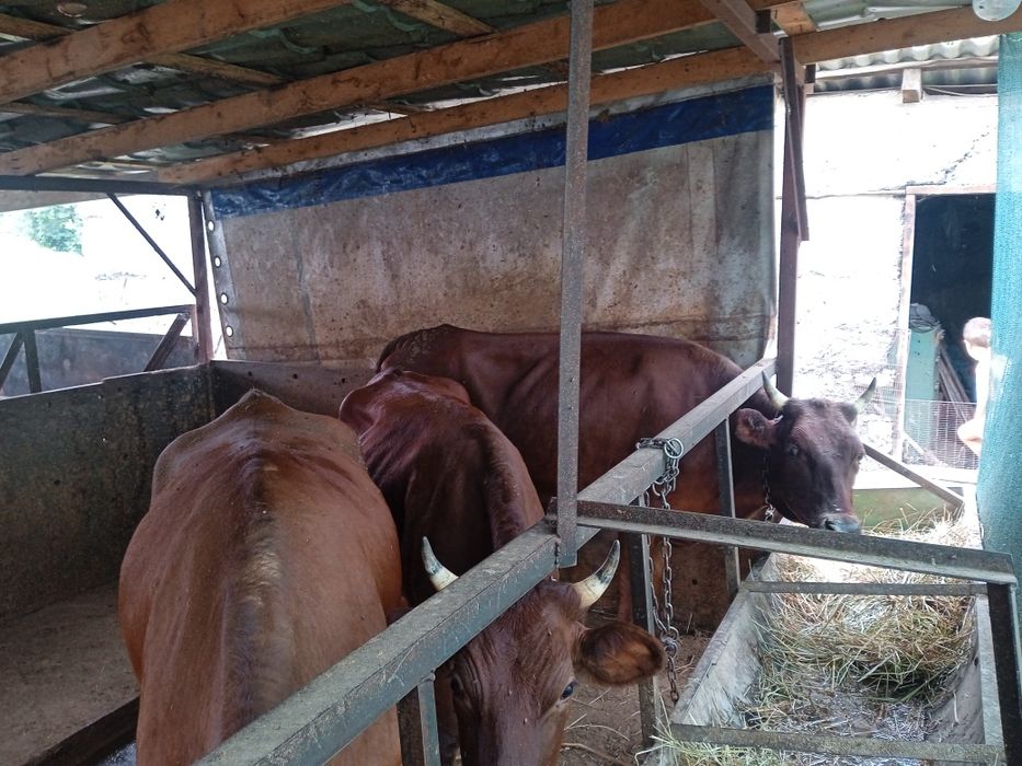 Продам телок через веса