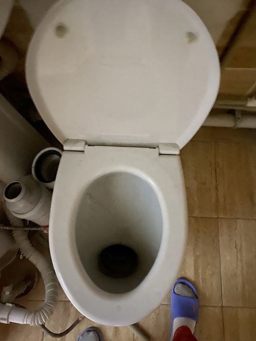 Продам тюлпаны и унитаз