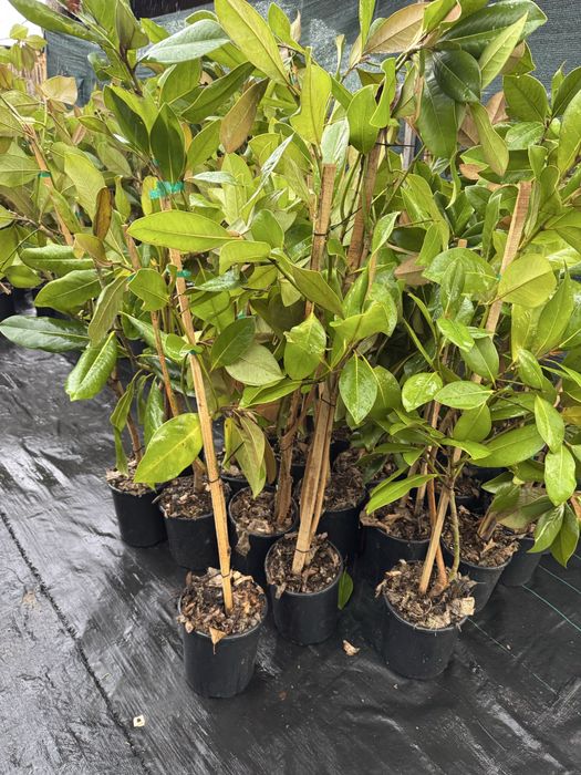 Магнолия Грандифлора(Grandiflora) - вечнозелена