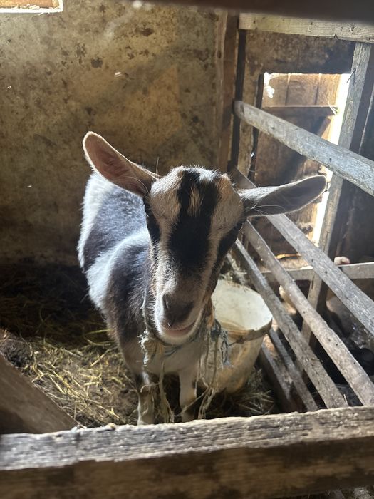 Capra si Iada Nemțești