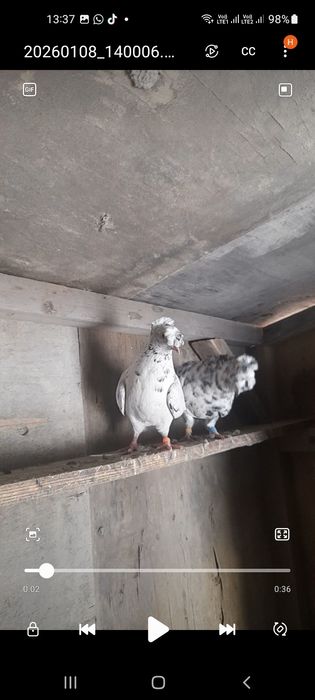 Продам пару голубей