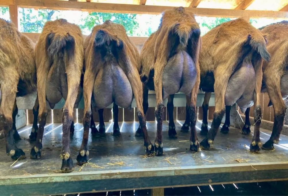 Iede tineret alpina franceza cu pedigree 2026