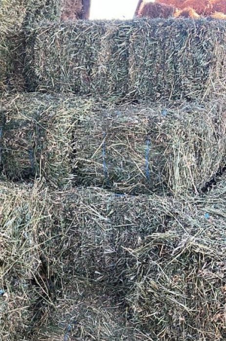 De vînzare Baloți de Lucernă