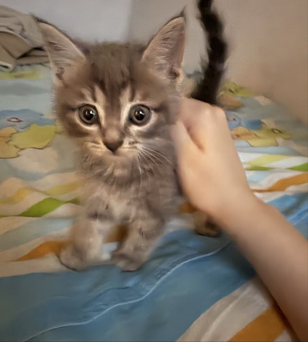 Кошка мысык отдам