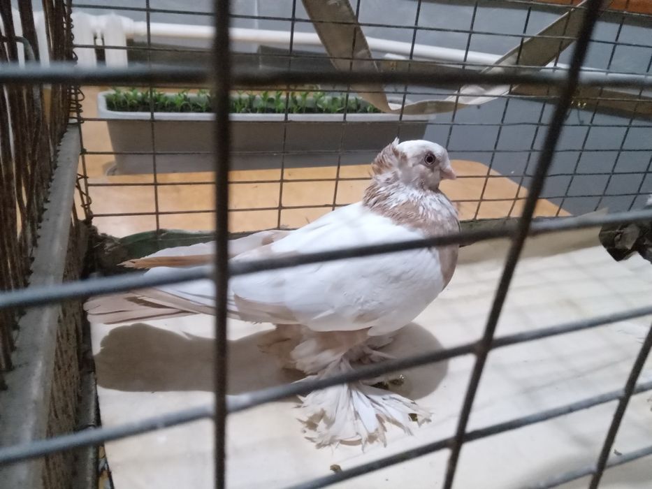 Голуби. Начаты две самки