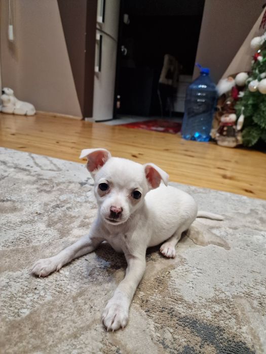 Момиче чихуахуа на 3м