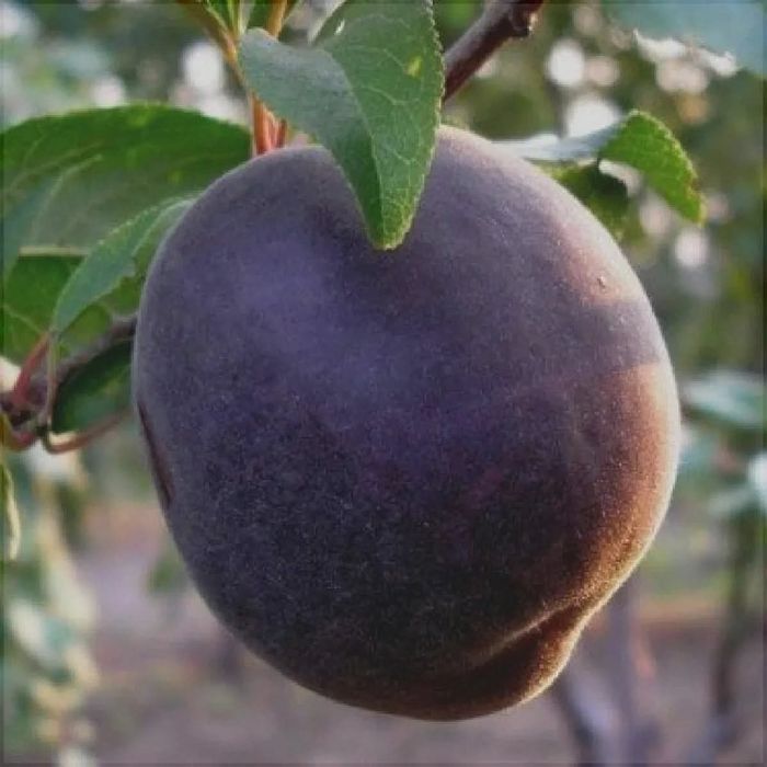 Pomi fructiferi altoiti