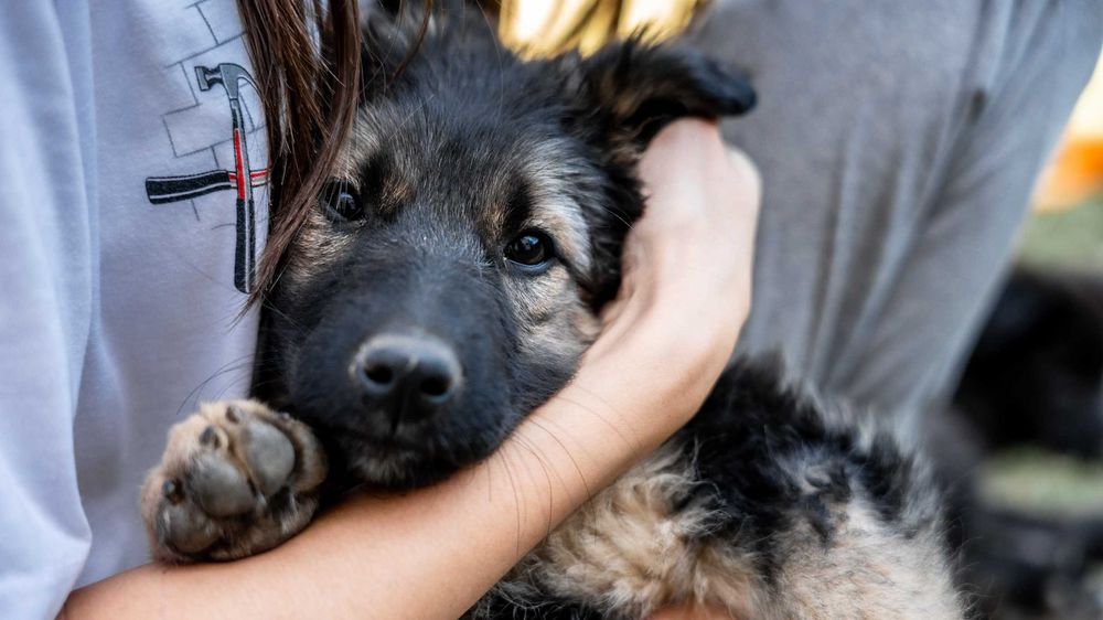 Чудо девчонки щеночки