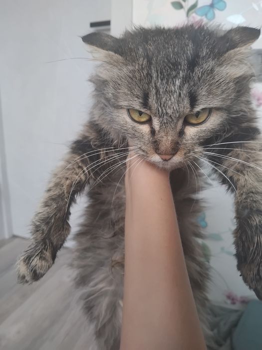 Кошечка Дуня очень ласковая