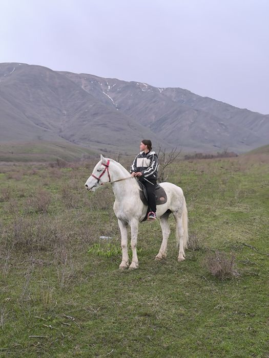 Конные Прогулки на Лошадях