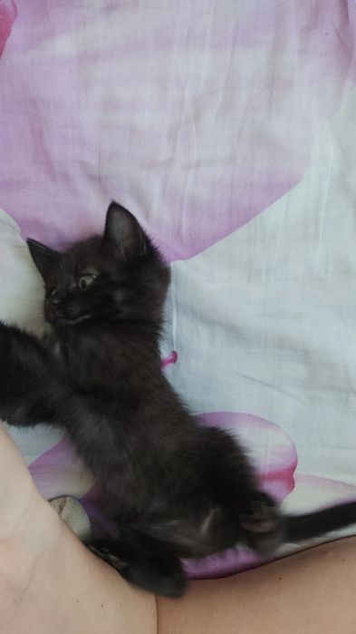 Отдам котенка в добрые руки