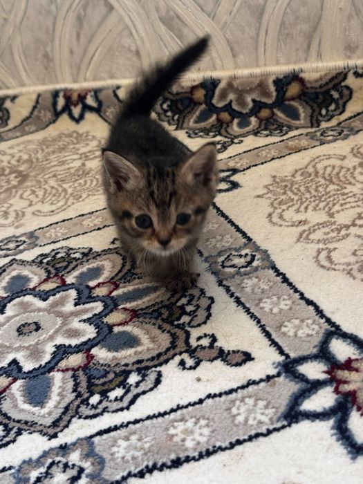 5 Котята шиншилла