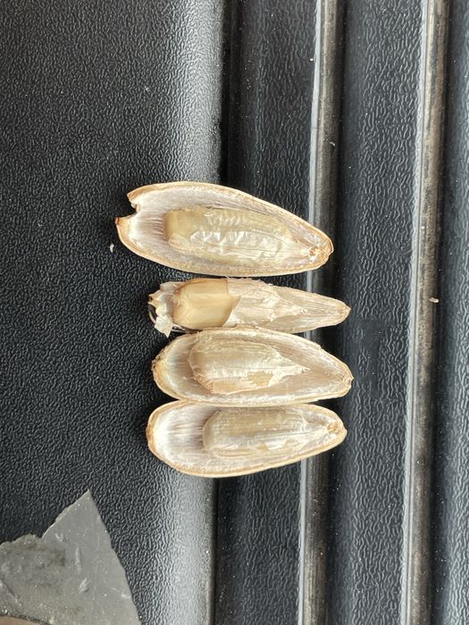 Semichka magizi shirin