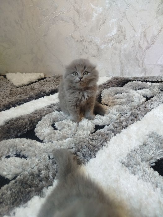 Mushukcha sotiladigon