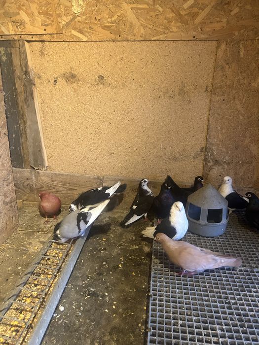 Jucatori de galati si voltati