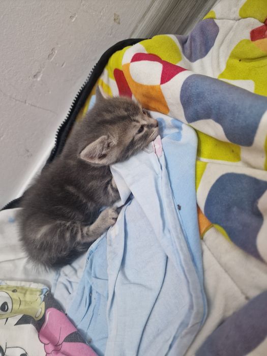 Шотланский  вислоушка мальчик