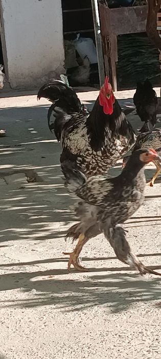 Svetli brama xo'roz sotiladi