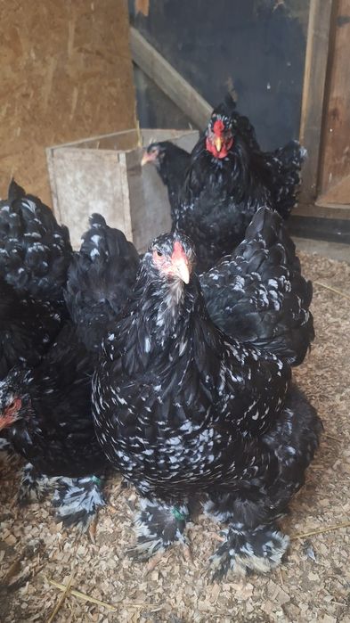 Familie Brahma bobat