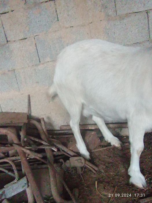 Зайнски 4 ешкі бағасын келісеміз