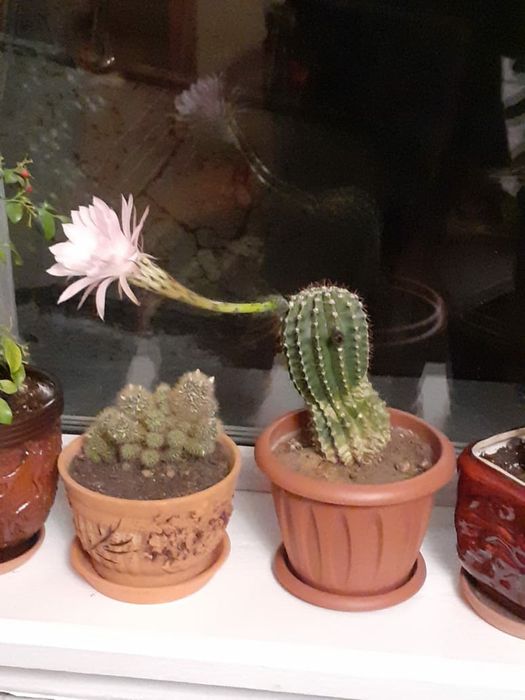 Молодой цветущий кактус