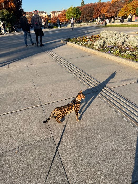 Бенгалски котка, малък тигър