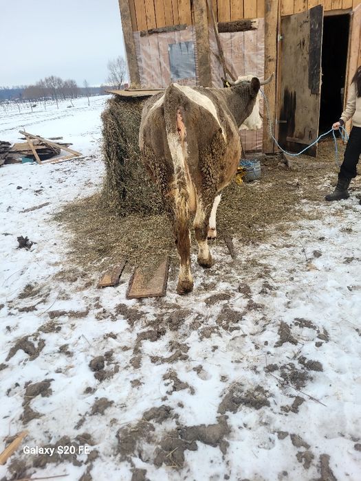 Vând vaca frumosa thnara 5 ani gestanta hn 4.5 luni.