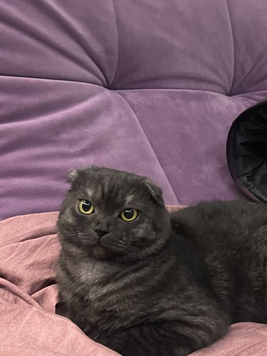 вязка шотландский кот