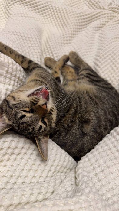 Отдам домашнего кота в хорошую семью бесплатно