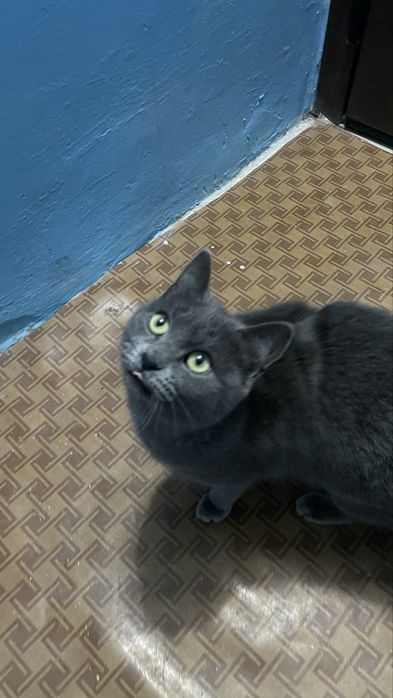 Кошечка в добрые руки