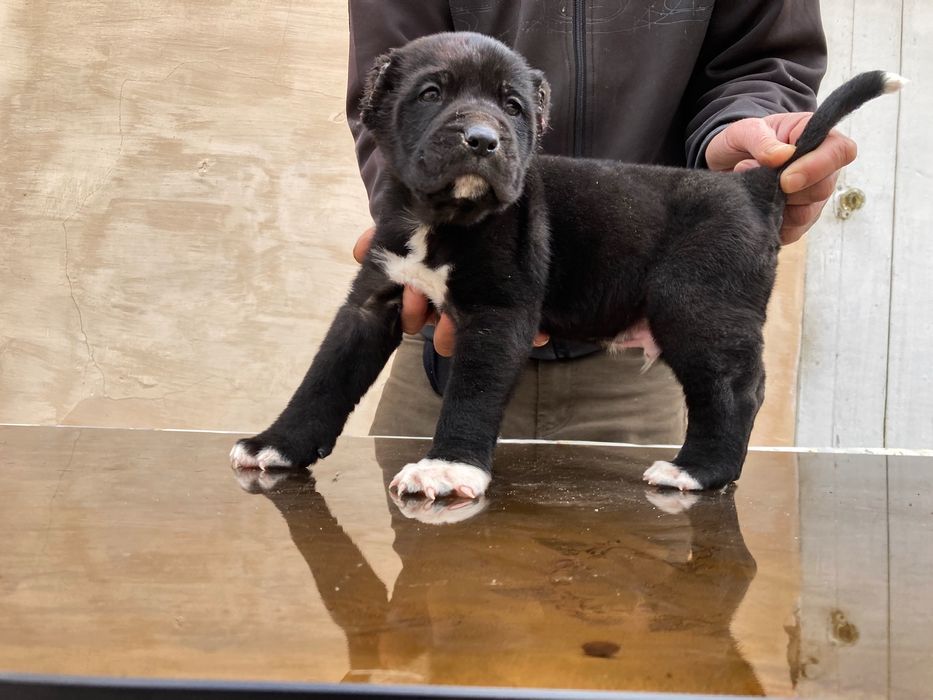 Щенок Алабая ( Туркменский ) чистокровный