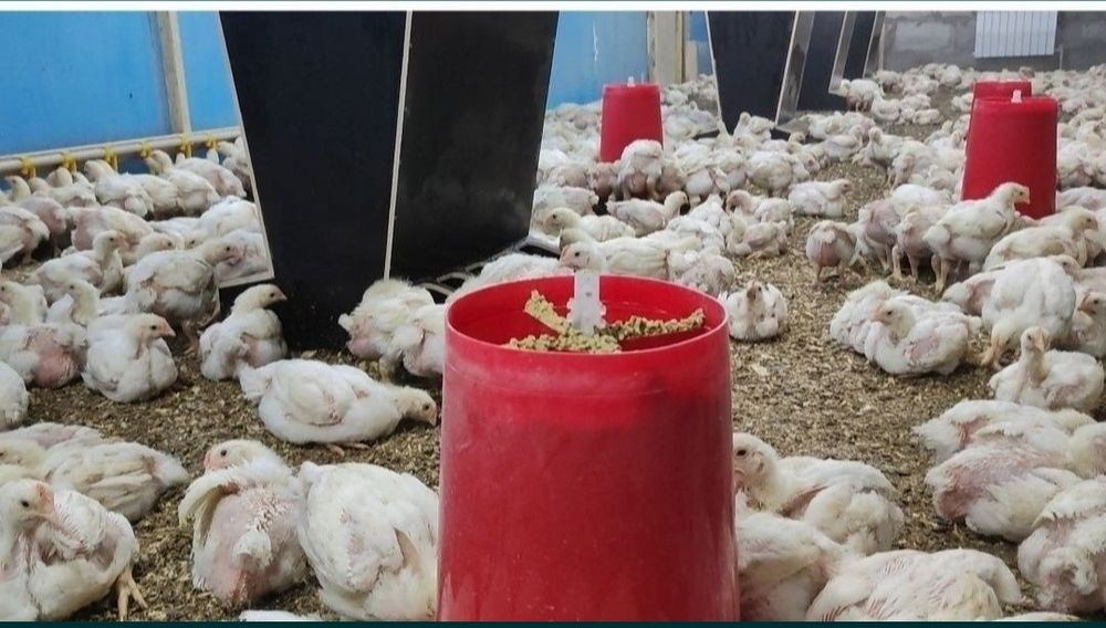 Бройлер кур тауық тушки или живым весом мясо птицы