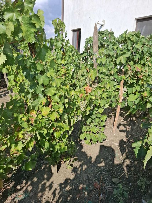 Struguri pentru vin